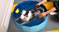 Piscina Mascota Refrescante