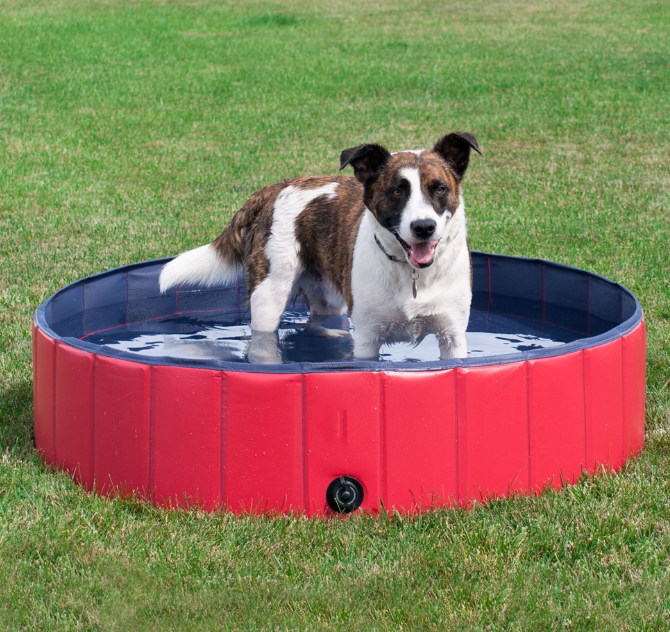 Piscina Mascota Refrescante